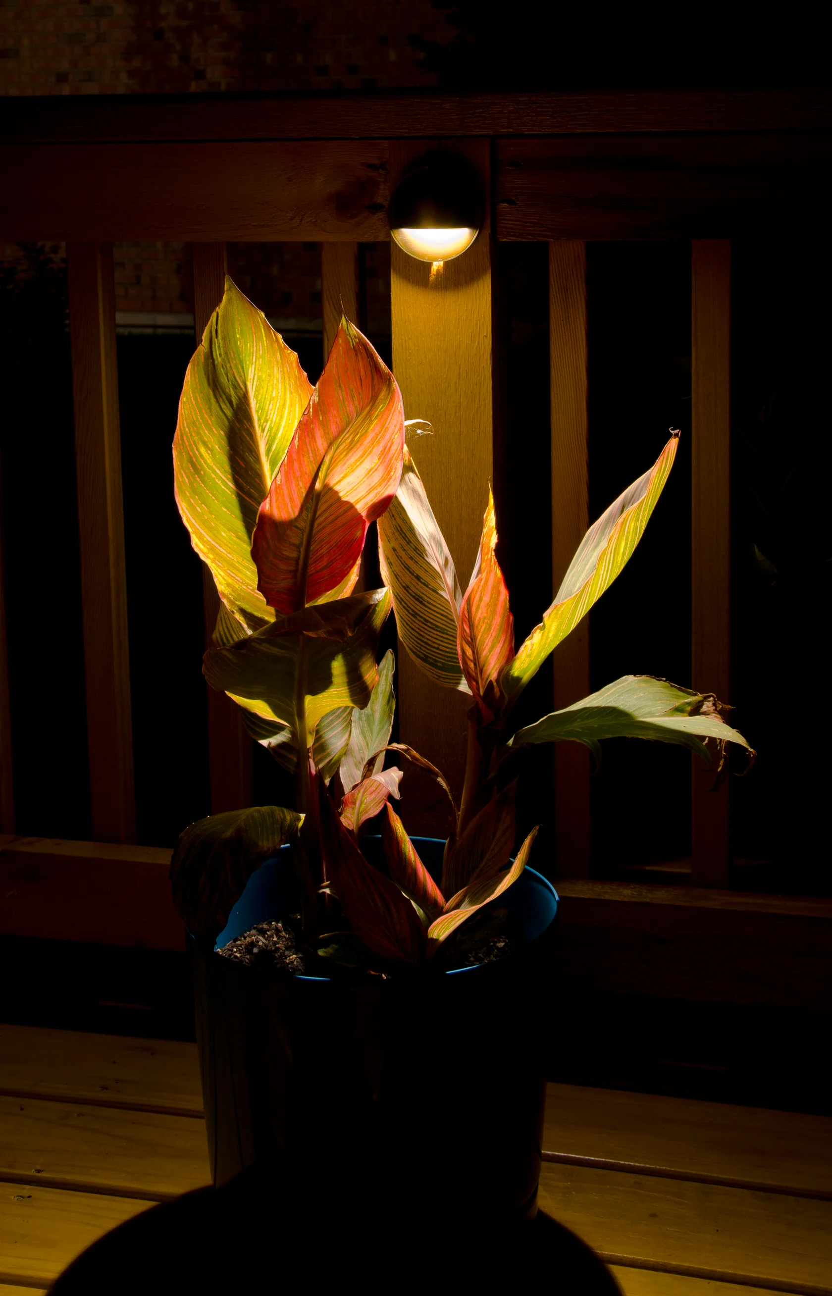 A warm deck light on a wooden railing above a potted plant.